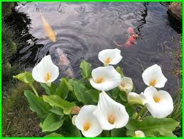 Instagram/@diarykebunku tanaman air yang paling populer adalah tanaman eceng gondok. 8 Jenis Tanaman Untuk Kolam Ikan Penambah Oksigen Daftarhewan Com