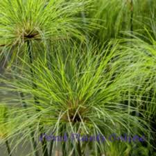Image result for Cyperus papyrus