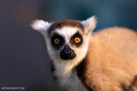 The name was originally given to the red slender loris (then lemur tardigradus) in 1754 by carl linnaeus. Ring Tailed Lemurs Down By 95 Percent Maybe Not
