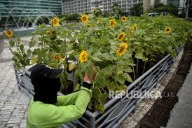 Sketsa bunga matahari tersebut terlihat sangat detail dan nyata menyerupai bentuk aslinya. Hamparan Bunga Matahari Di Bundaran Hi Sambut Hut Dki Ke 494 Republika Online
