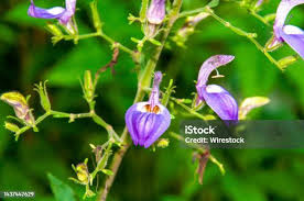 Image result for Brillantaisia owariensis