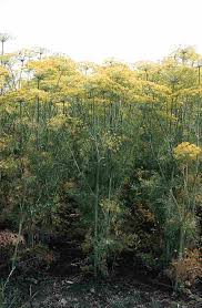 Image result for Anethum graveolens
