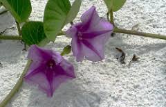 Image result for Bonamia