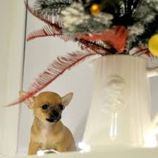 pin pa ishu chihuahua