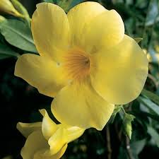 Pin On Summer Blooming Plants
