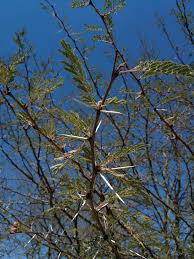 Image result for Acacia kirkii