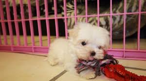 With their breeder, waiting for you! Teacup Maltese Puppies For Sale Near Smyrna Ga At Puppies For Sale Local Breeders