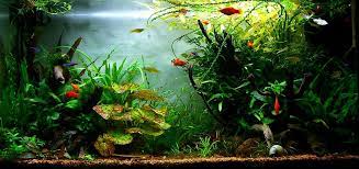 2 Januar Evolution 125l Aquascape Aquarium Fishy