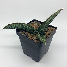 Image result for Ficus fischeri