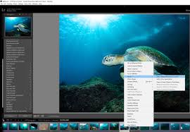So thankfully lightroom has a feature which allows you to change this preview color, and there are a few different. How To Remove Backscatter Quickly Easily With Photoshop Underwater Photography Guide