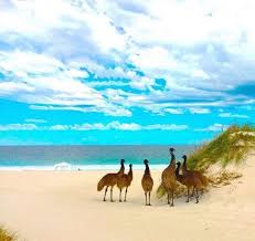 Sandy Cape Jurien Bay Australia Animals Western Australia Sand Surfing
