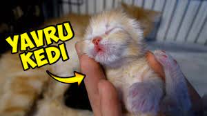 kedim 5 tane yavru dogurdu youtube