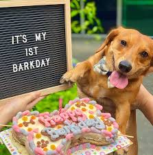 Fresh dog treats made in house daily. List Where To Order A Birthday Cake For Your Dog