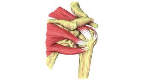 Maybe you would like to learn more about one of these? Shoulder Tendonitis Symptoms Causes Treatment Exercises