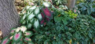 This is the same bed as the picture above, from a different angle. Hosta Companion Plants Growing Hostas With Shade Loving Plants