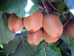 Image result for Actinidia