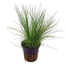 Image result for Eleocharis complanata