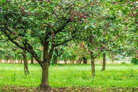 Epingle Sur Jardin