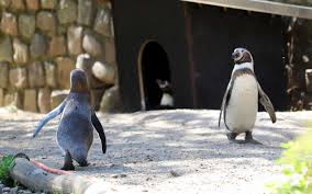 Bilder Vom Besuch Im Zoologischen Garten Eberswalde Pinguine Kleine Affchen Und Mehr In 2020 Zoologischer Garten Tiere Schimpanse