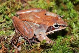 Cryobiology Frozen Wood Frogs And Adaptations For Survival