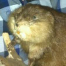 Mark Elek Brouwer (@markelek)