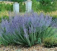Image result for Perovskia atriplicifolia 'blue spire'