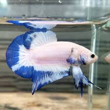 Blue Rim Plakat Tail Betta Fish Betta Fish Types Betta Fish Betta