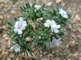 Image result for Indigofera cryptantha