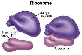 Maybe you would like to learn more about one of these? Ribosomes Structure And Functions A Level Biology Revision Notes
