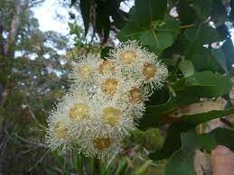 Growing guide how to grow eucalyptus. Angus S Top Ten Small Australian Trees Gardening With Angus