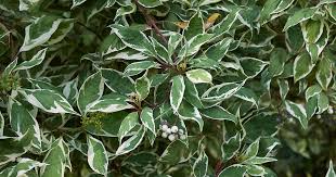 Check spelling or type a new query. 23 Of The Best Variegated Shrubs For Your Landscape Gardener S Path