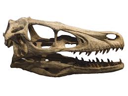 Pin By Ryan Robison On Dinosaur Skeletons Animal Bones Dinosaur Pictures Velociraptor