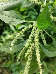 Image result for Amaranthus spinosus