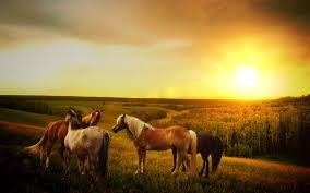 Some breeds are broadly known for their friendliness and suitability for beginners, such as the quarter horse mentioned in this spotlight. Top 10 Horse Breeds For Beginners Best Horse Gears