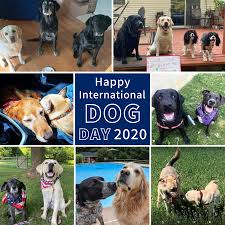 National dog day was created by the national dog day foundation in a mission to promote adoption of rescue dogs and to support local pet shelters coast to coast. International Dog Day 2020 Hero Dogs