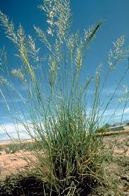 Image result for Eragrostis phyllacantha
