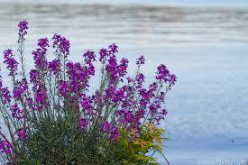 Maybe you would like to learn more about one of these? Lake Forest Park Civic Club Home