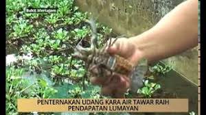 Menternak udang kara air tawar (red claw yabbie) dari rumah boleh mendatangkan hasil pendapatan yang lumayan jika dilakukan dengan bersungguh sungguh. Awani Pulau Pinang Penternakan Udang Kara Air Tawar Raih Pendapatan Lumayan Youtube