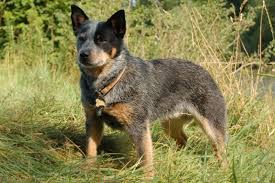 The blue heeler is an australian herding breed. What You Need To Know About Training Blue Heeler Puppies