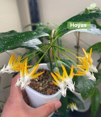 Image result for hoya multiflora