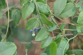 Image result for Cocculus hirsutus