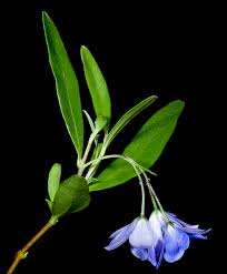 Image result for Polystachya fusiformis × lindblomii