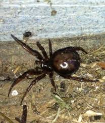 Black widow spider bites rarely kill people, but it's important to get medical attention as soon as you can because they can make you very sick. False Widow Spiders How Dangerous Are The Poisonous Behind Bites In The Uk Mirror Online