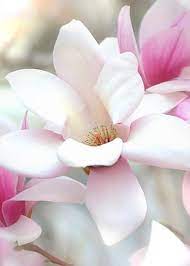 Magnolia Flowers Greeting Card For Sale By Nathan Abbott Magnolia Flower Amazing Flowers Beautiful Flowers