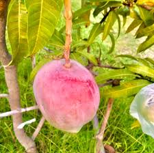 But they look terruble compared to miyazaki mangos. 9rkhxwqey9j6am