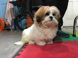 Shih tzus are lively, alert, and loyal, making them great family dogs. Freehold Nj Shih Tzu Meet Bailey A Pet For Adoption