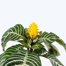 Image result for Aphelandra