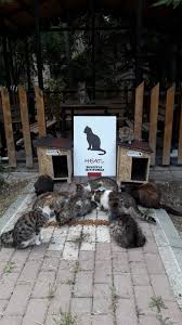 Kedi Evlerimiz Simdi De Ankara Da