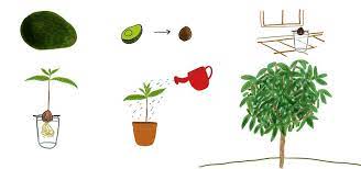 The top of the avocado pit will dry out and form a crack, and the outer. How To Grow An Avocado Tree At Home The Secret Yumiverse Wonderhowto