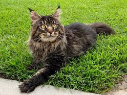 Looking for maine coon cats for private adoption by owner near you? Why Adopt A Maine Coon Aristokatzmainecoons Com